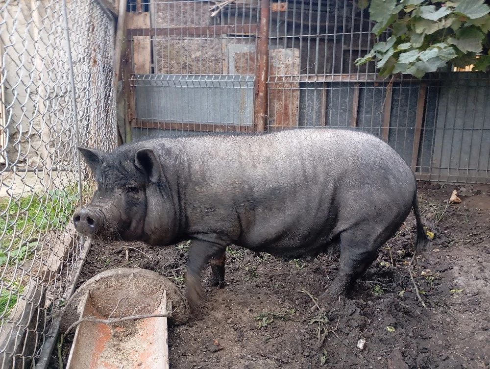 Vând  porc și purcea vietnamezi( nu sunt rude) născuți iunie 2024