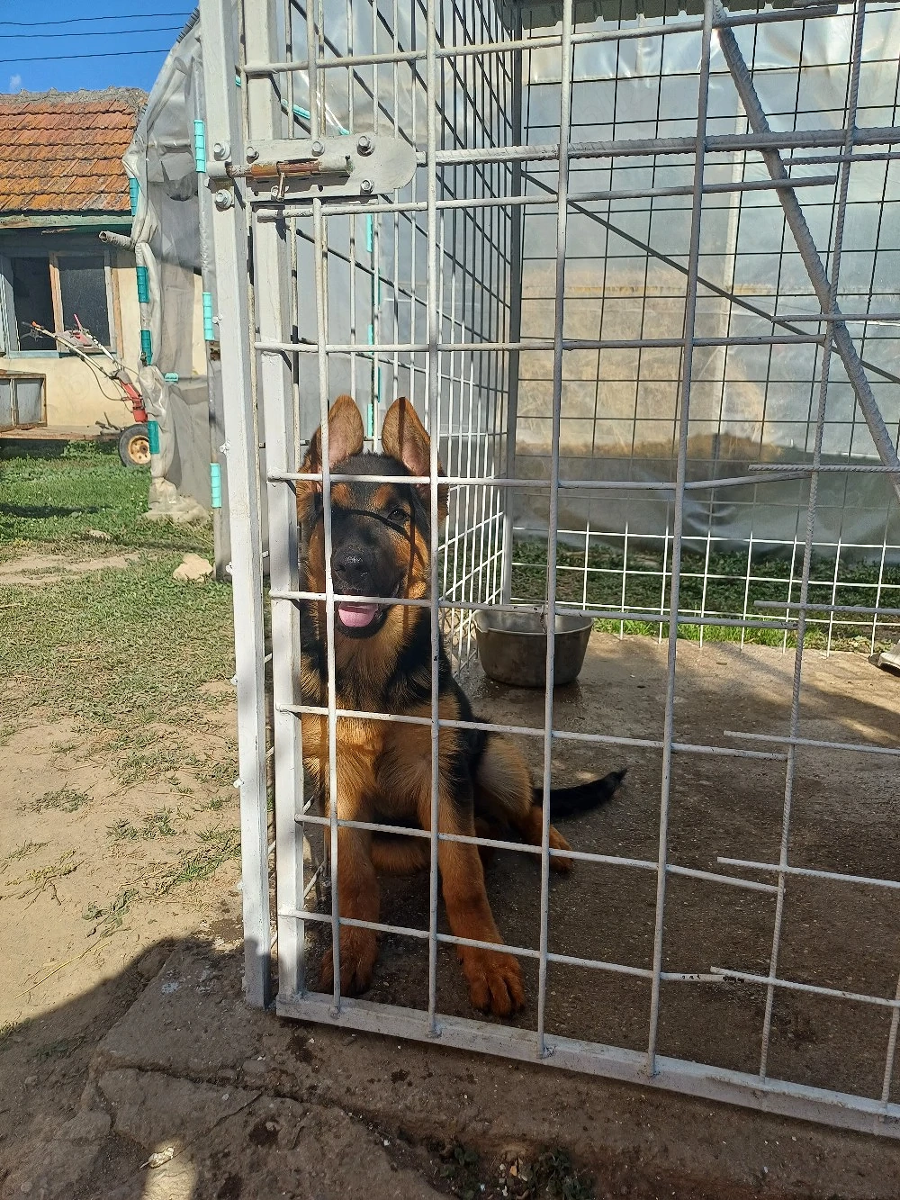 vănd pui ciobănesc german 