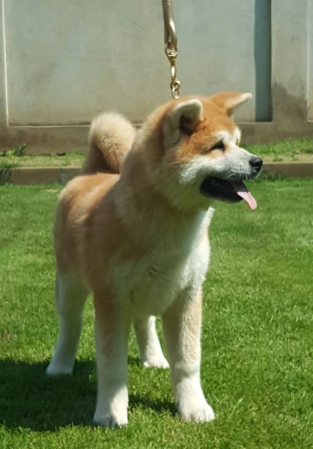 Akita Inu Japonez - Rasa Pura - Parinti cu Pedigree