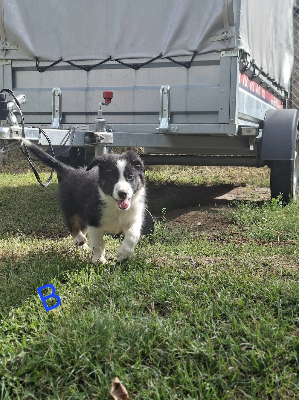 Border collie cu  pedigree