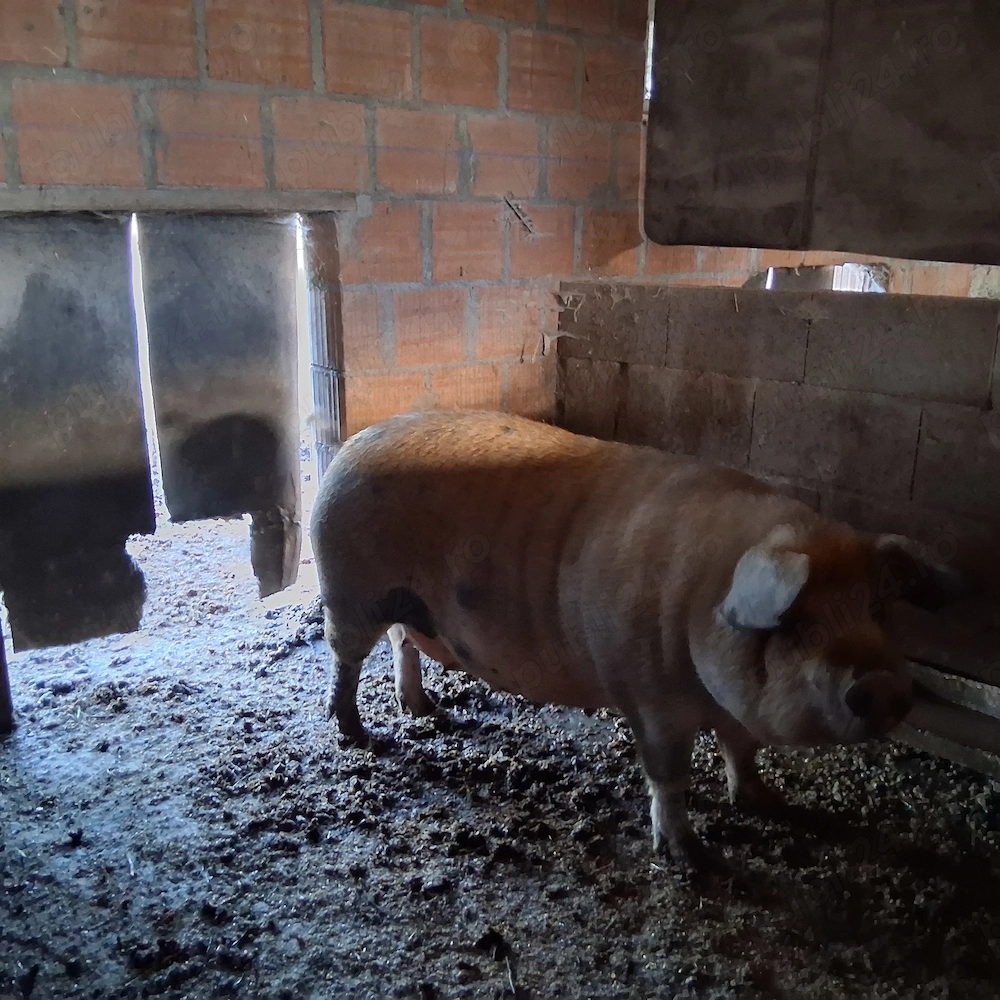 Porci de vanzare