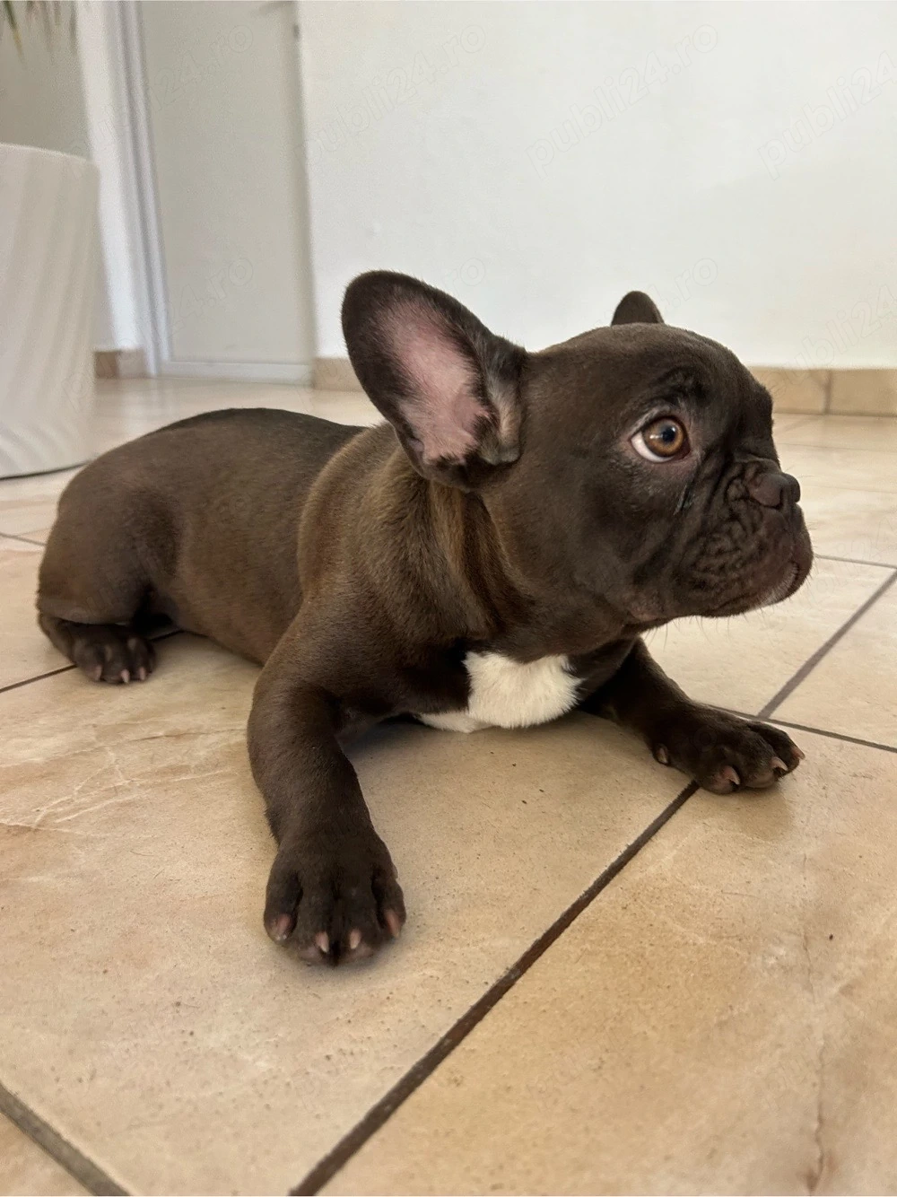 bulldog bulldog fetita