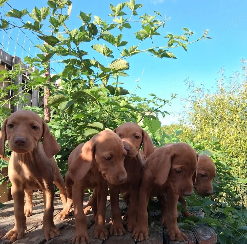 Catei Vizsla maghiar