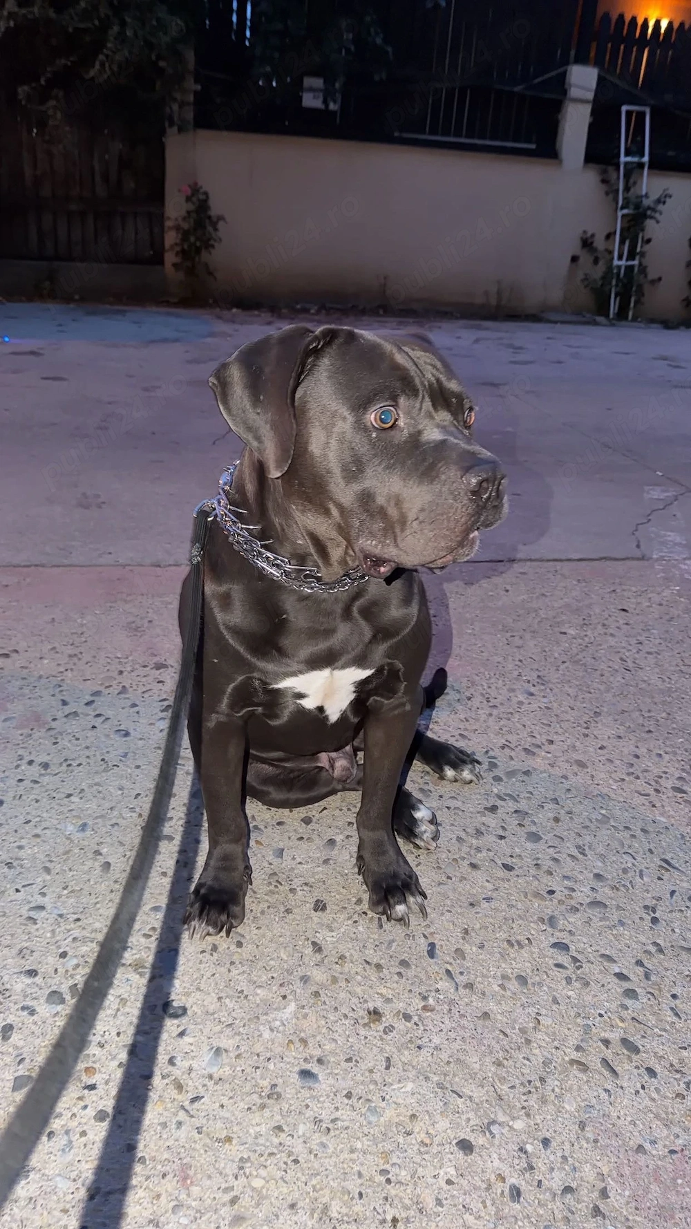 Donez American bully XL