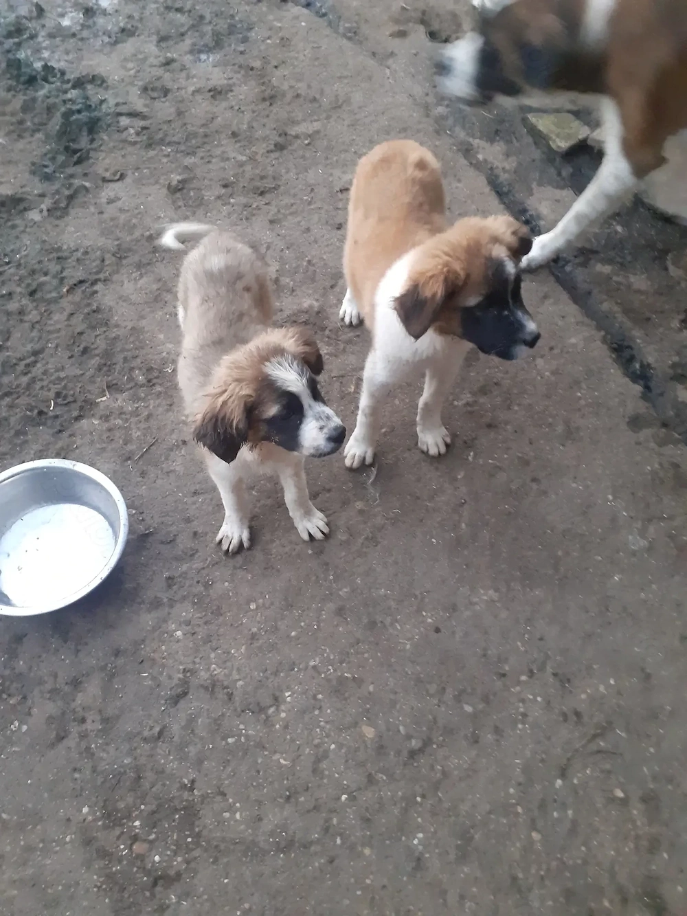 De vânzare Căței Saint-Bernard 