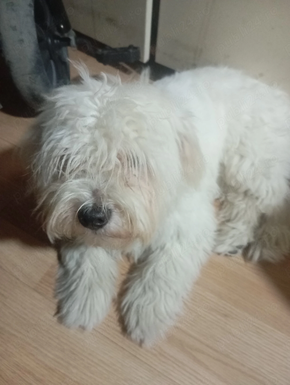 Vând câine bishon maltese 