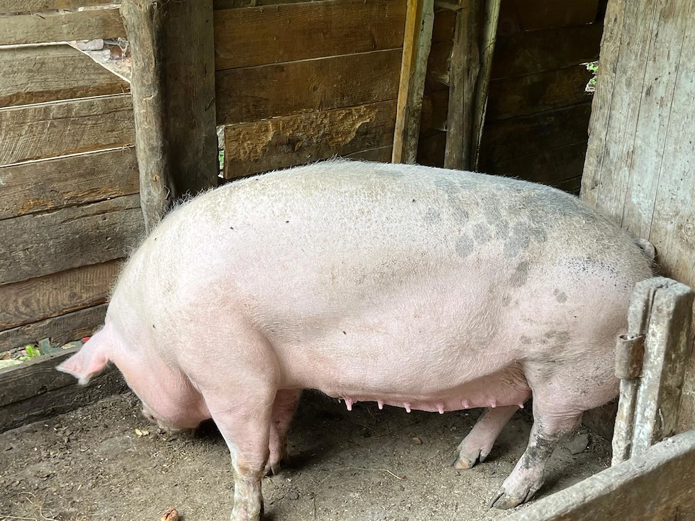 Porci de vanzare 