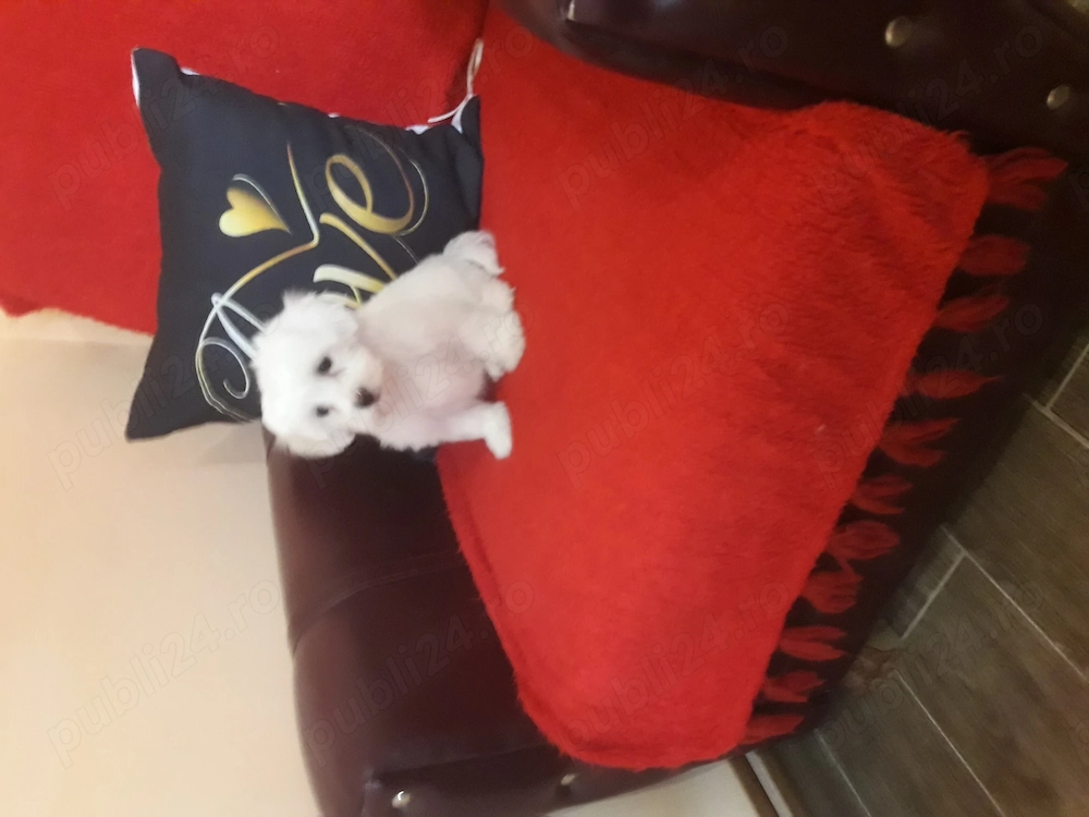 Bichon b iețel 