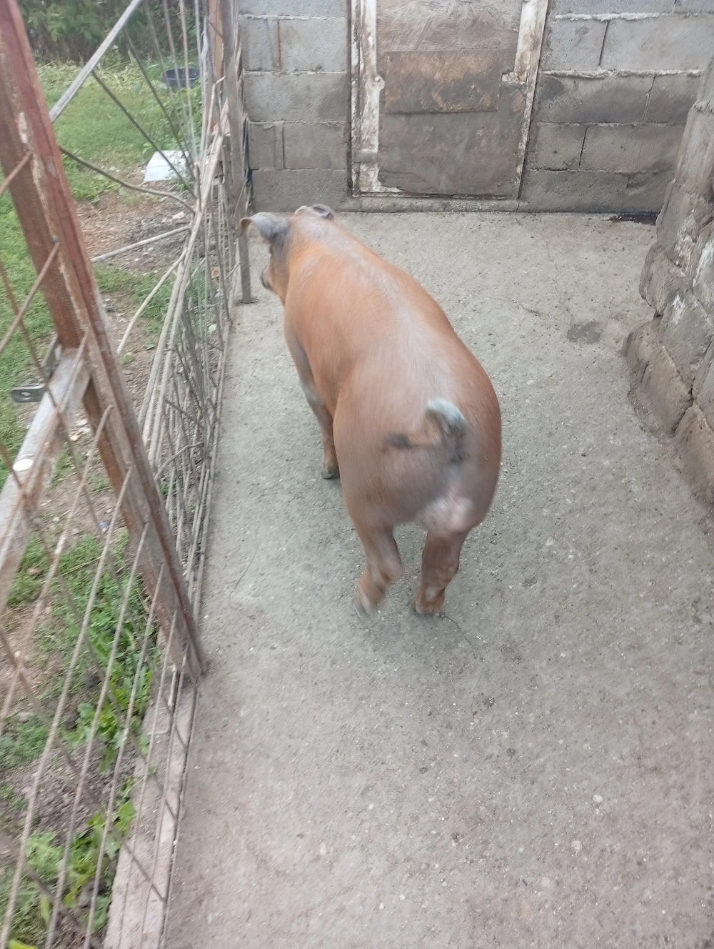 Vier duroc de vânzare 