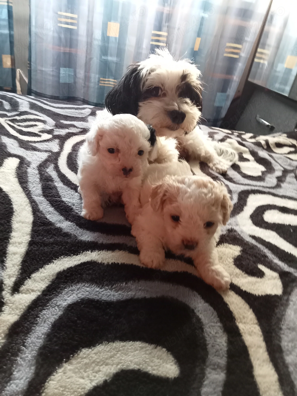 Vând bichon 