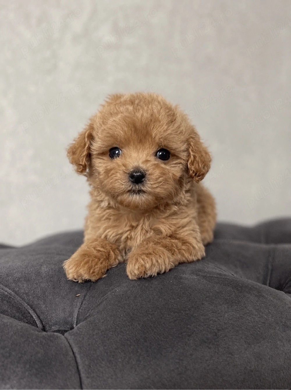Maltipoo Mini Toy