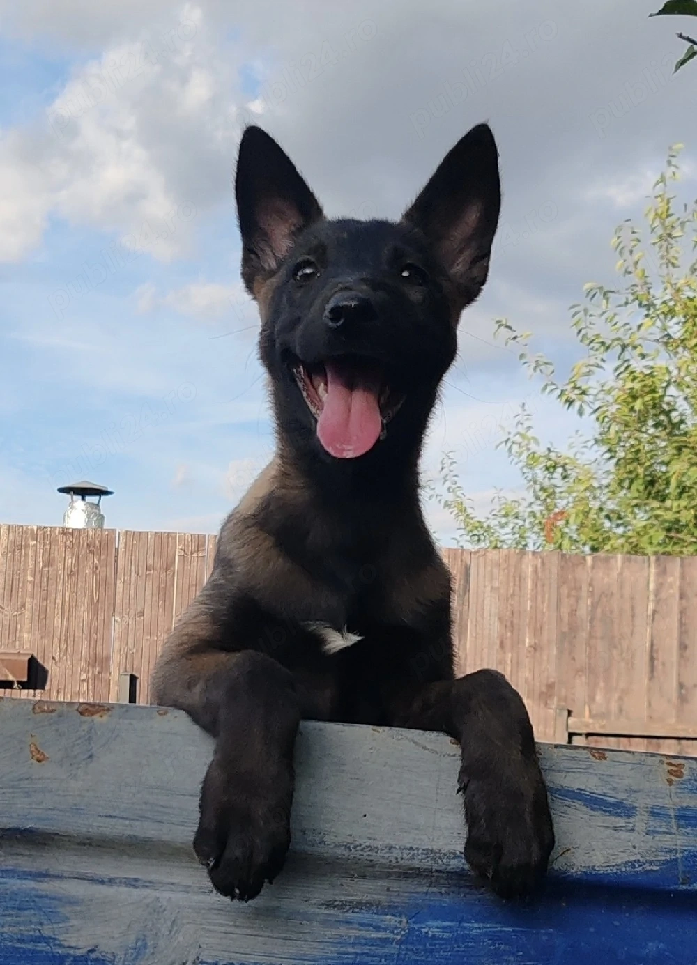 femelă Ciobanesc belgian Malinois 