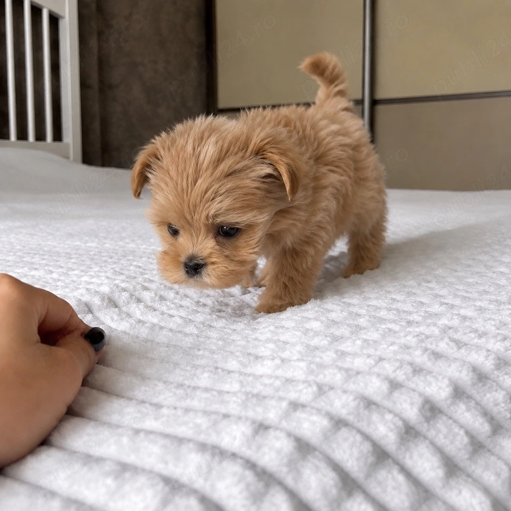 Maltipoo Mini Toy