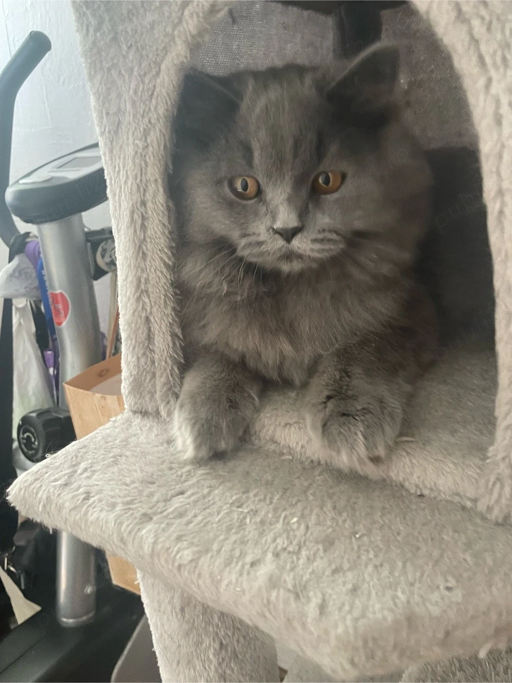 Ne căutăm cât mai repede o căsuță!