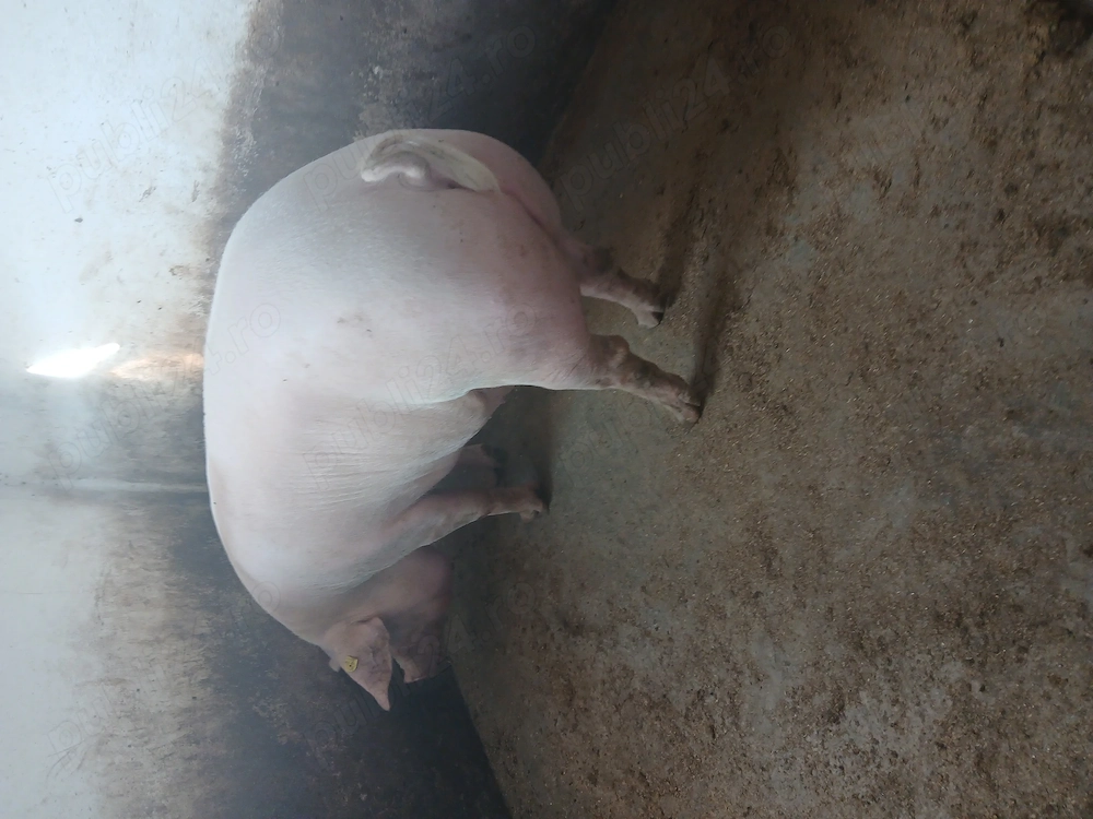 Porc de vanzare