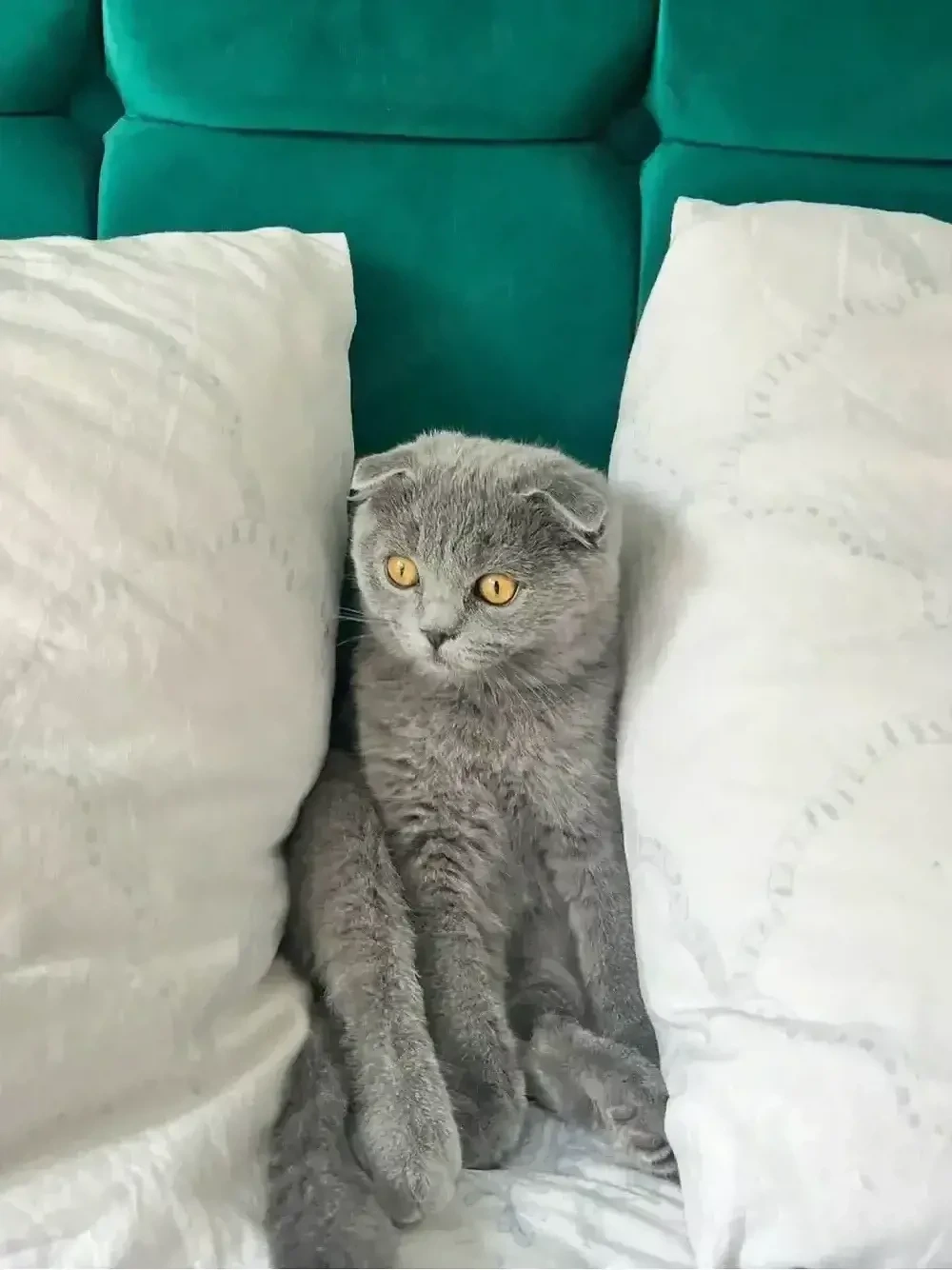 pui scottish fold 
