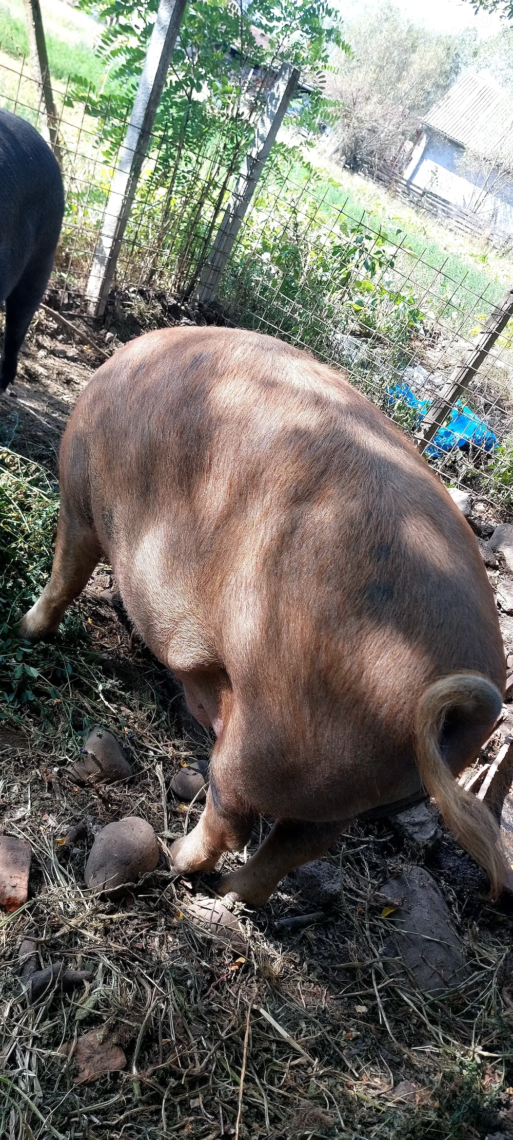 Vând porc gras DUROC 200 kg + -