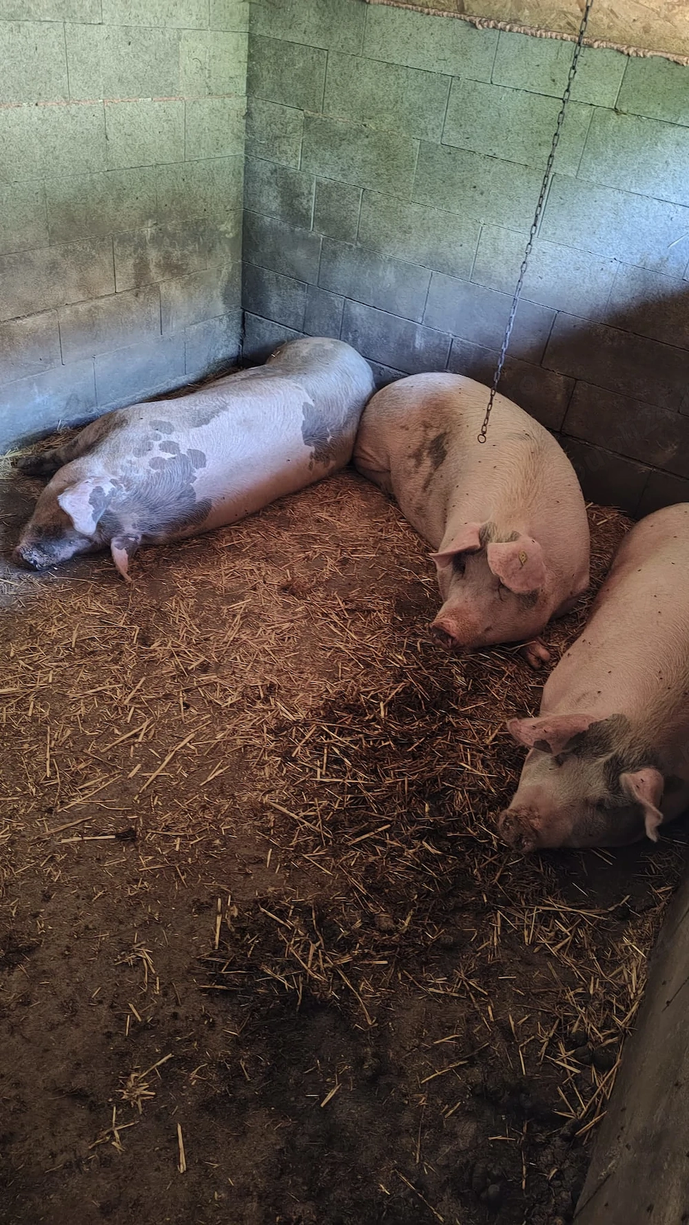 Porci de Vanzare