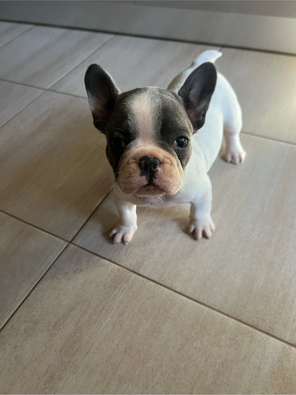 Bulldog Francez pui mascul