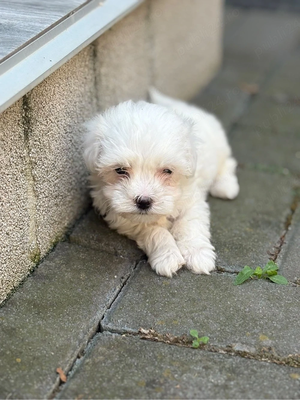 Bichon maltez fetita 