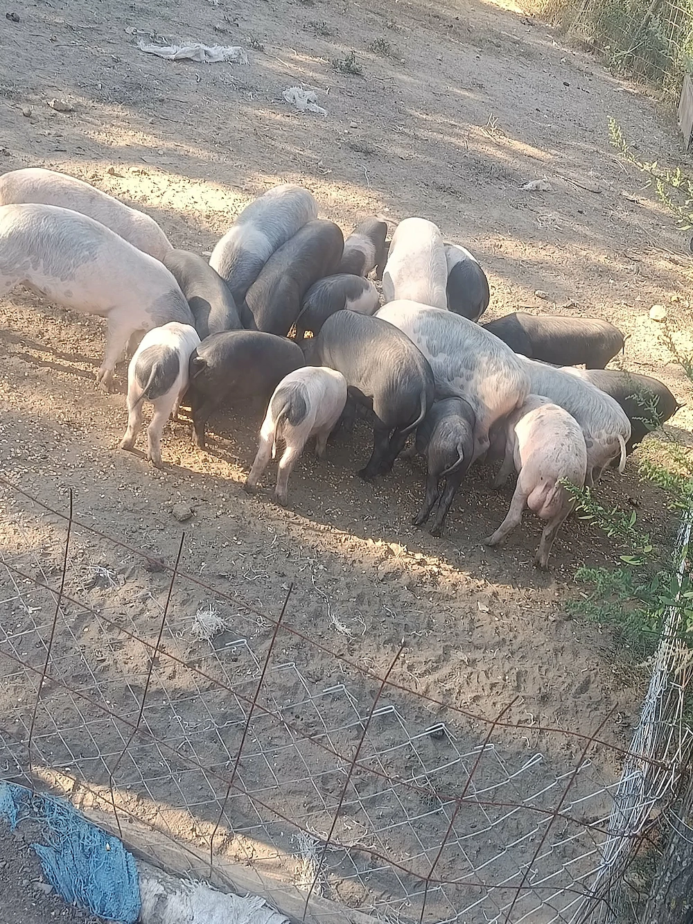 Purceii de vânzare 