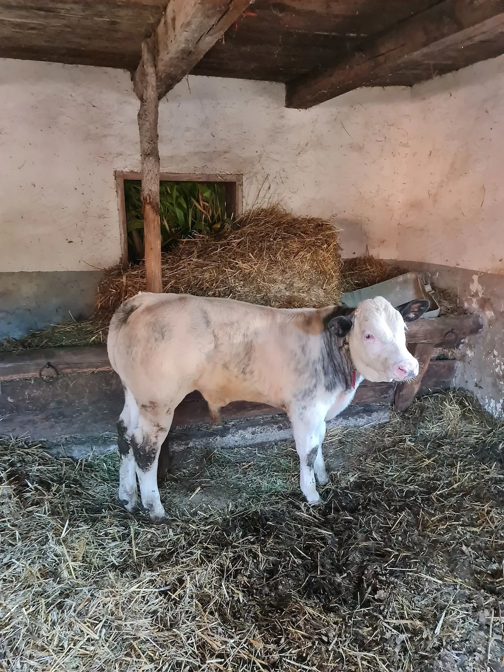  Vând vițel rasa albastru belgian 