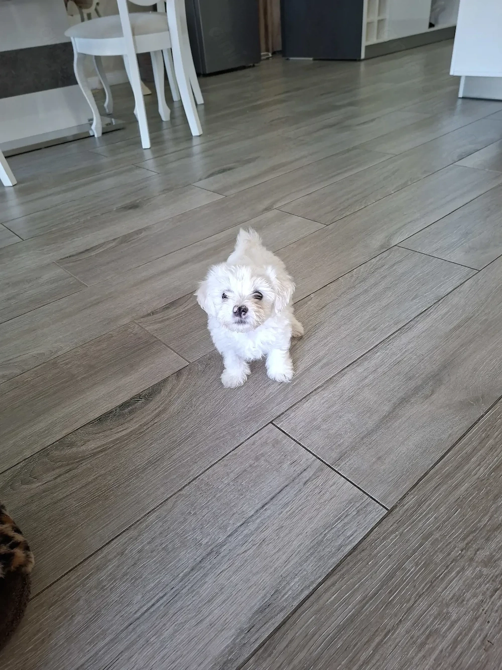 Catel alb bichon 