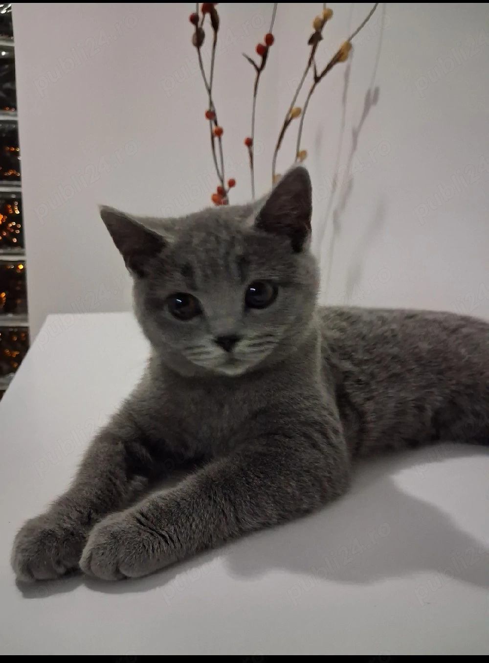 pisica british shorthair 