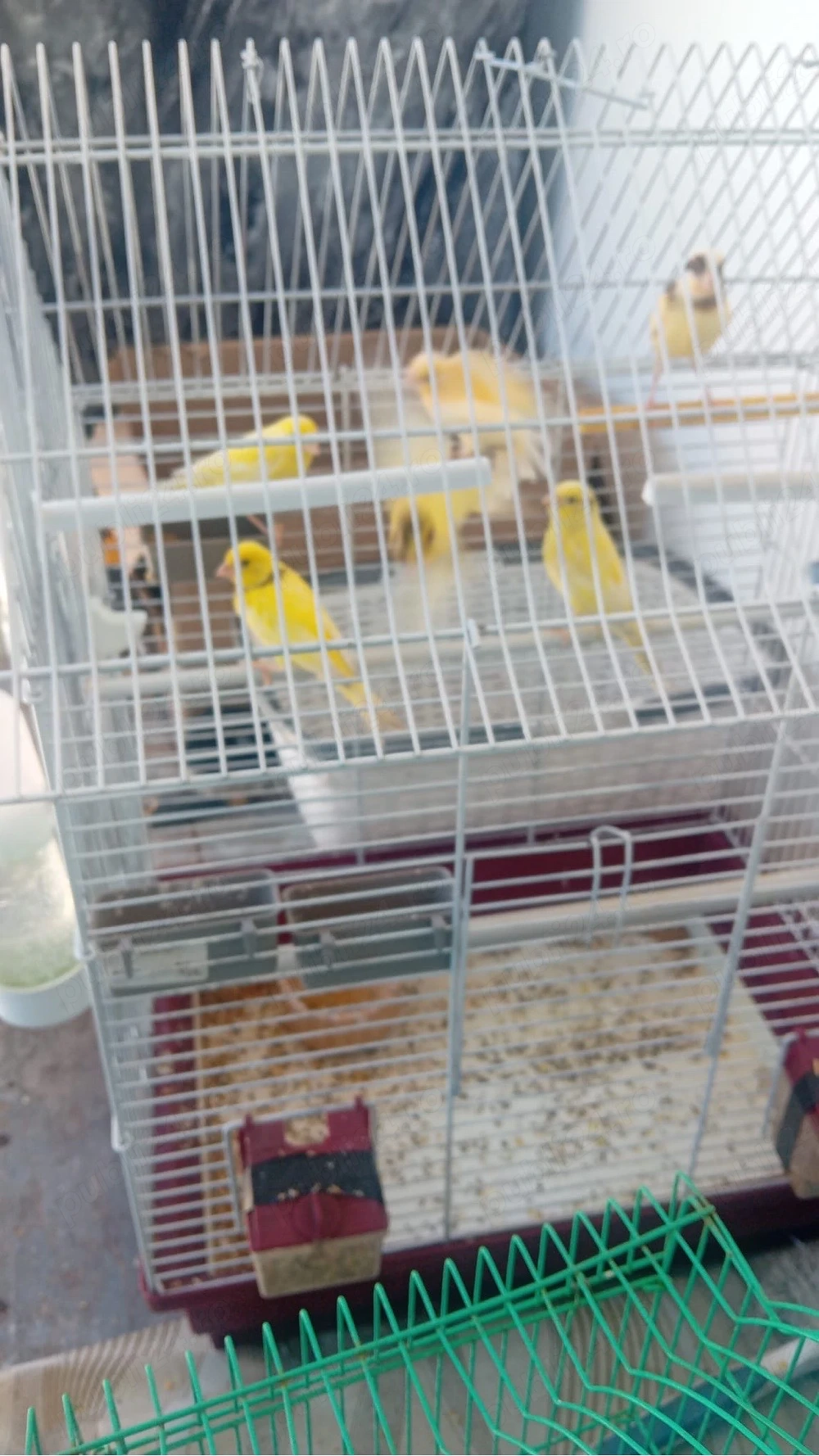 vand  canari 