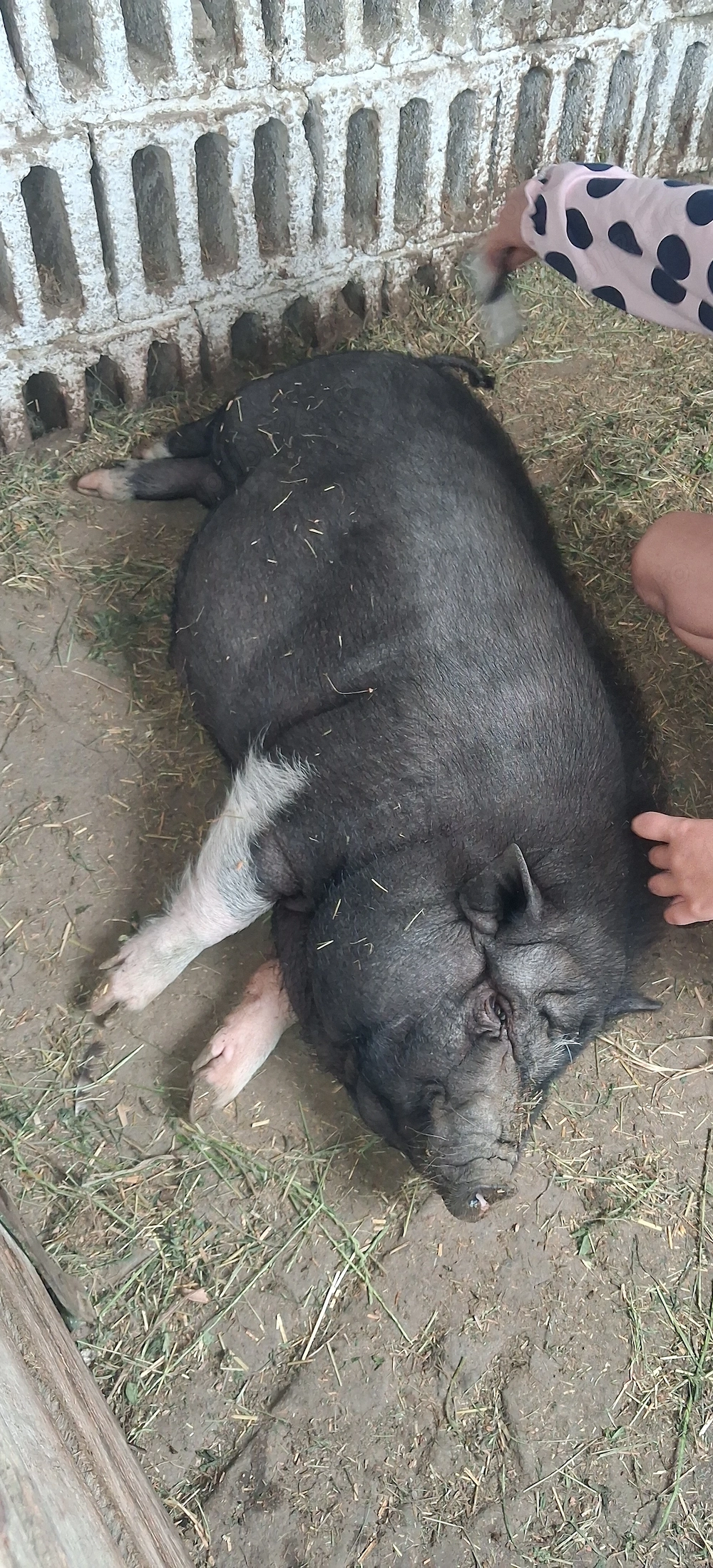 Vand porc vietnamez 
