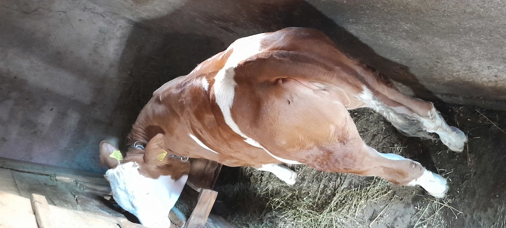 Vand vițea bălțată românească 