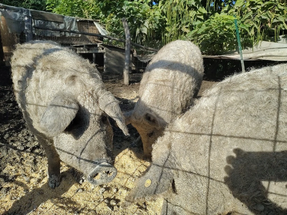 Vând porci MANGALIȚA pentru sacrificat crescuți natural   Rezervări Crăciun