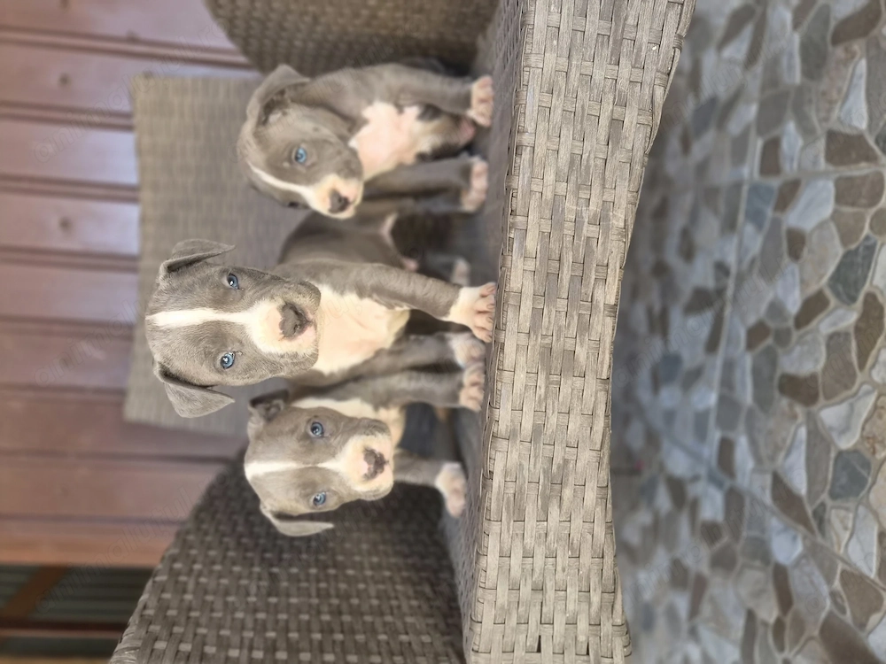 Catei Amstaff Blue rasa pura