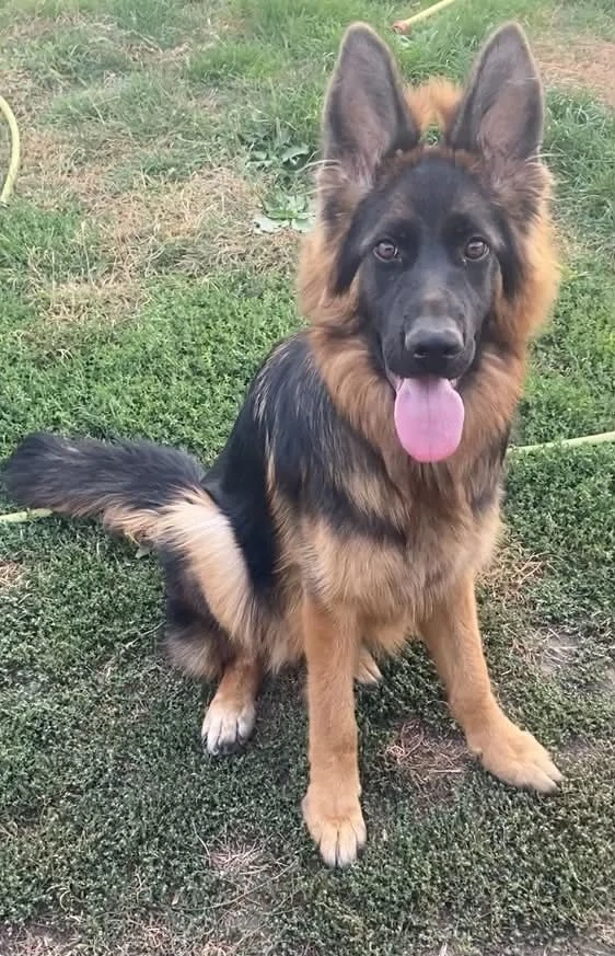 Ciobanesc German de Show 