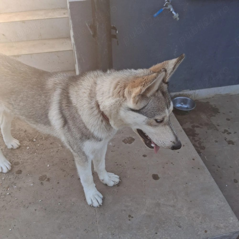 Donez femelă de Husky de 1 an