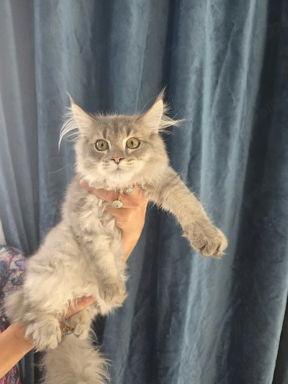 Maine Coon blue