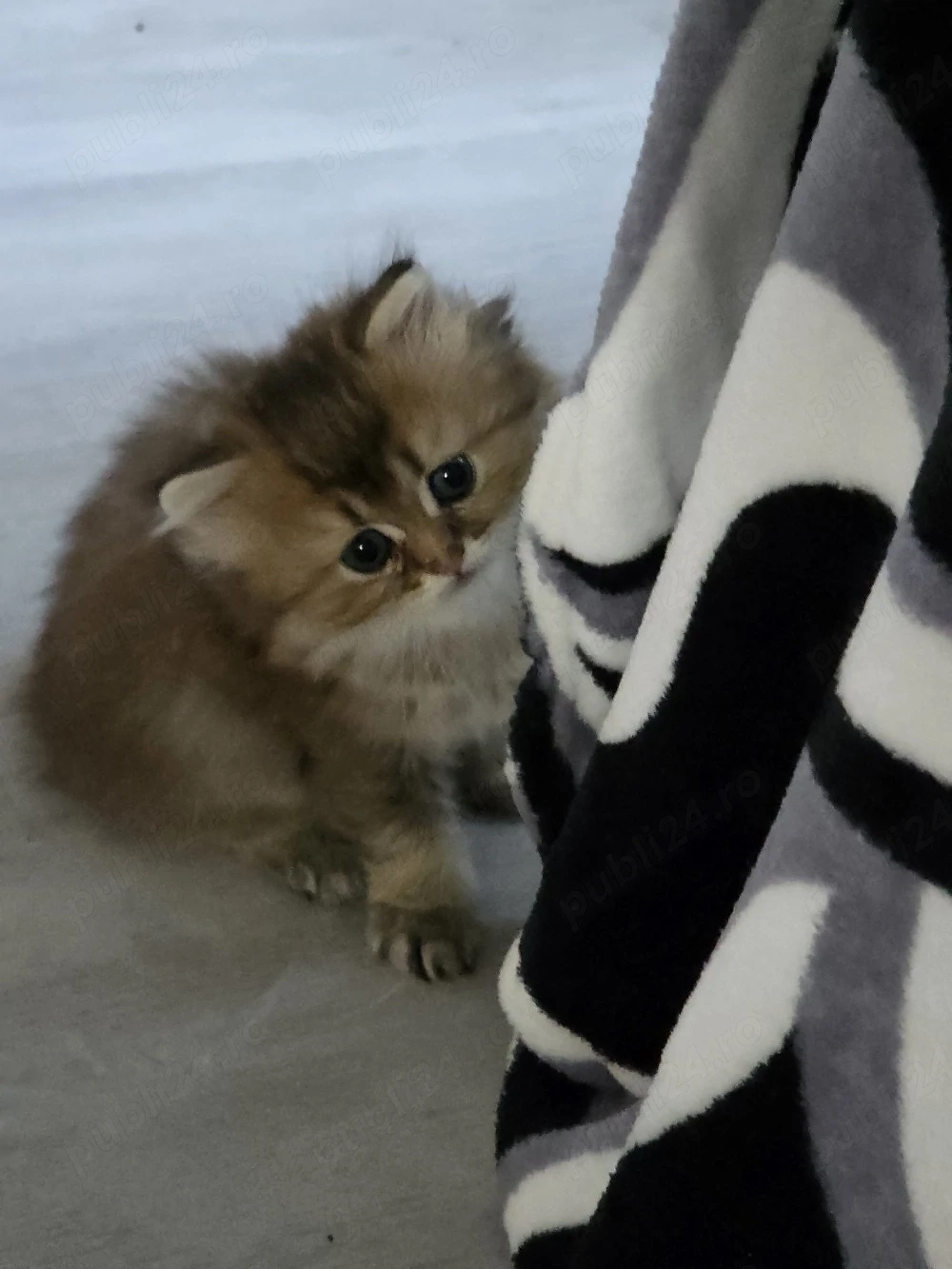 British longhair golden 