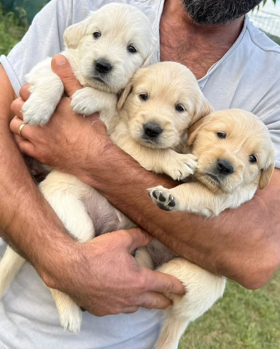 Pui Golden Retriever   5 săptămâni   rezervări   
