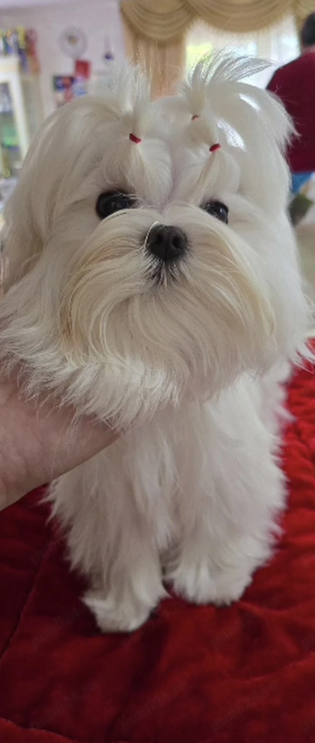 Bichon maltez cu pedigree 
