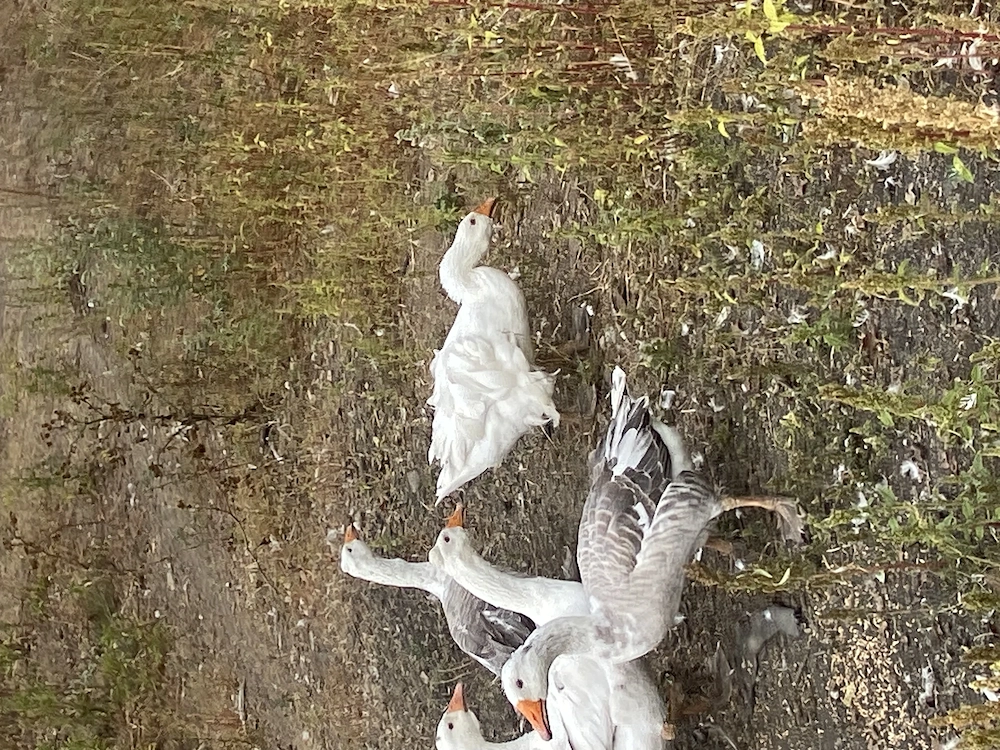 Gâscan perlat de vânzare 