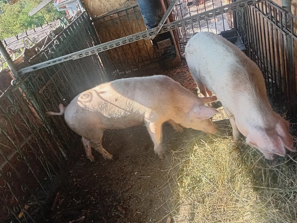 Porc de vanzare