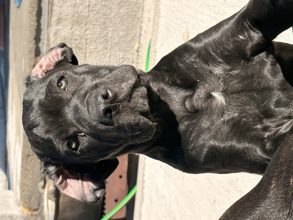 Cane corso  disponibili 