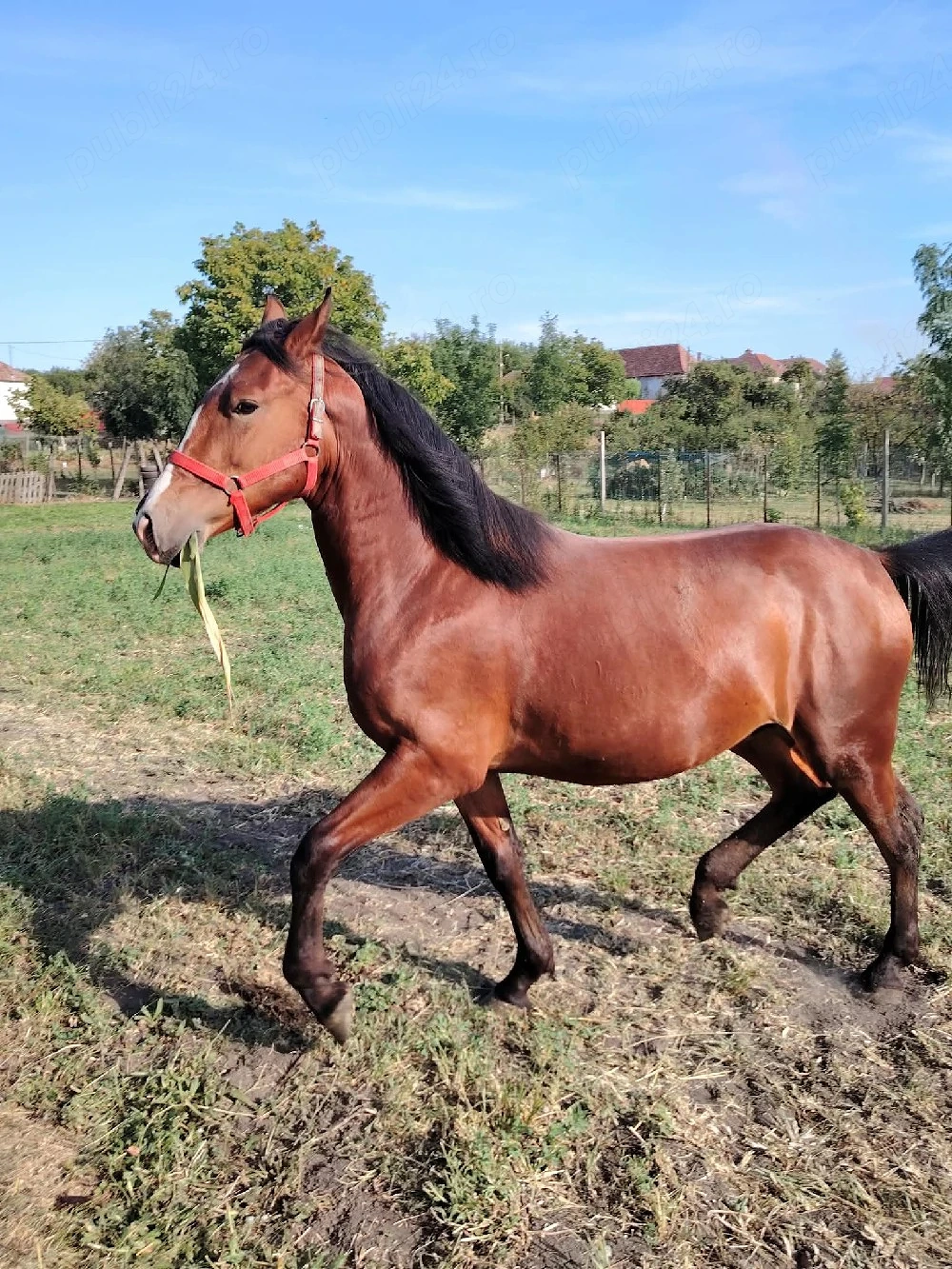   vând  manz de 1 an si 4 luni cu acte si cip  