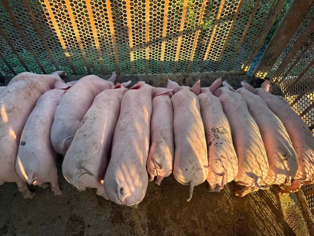porci grasuni 