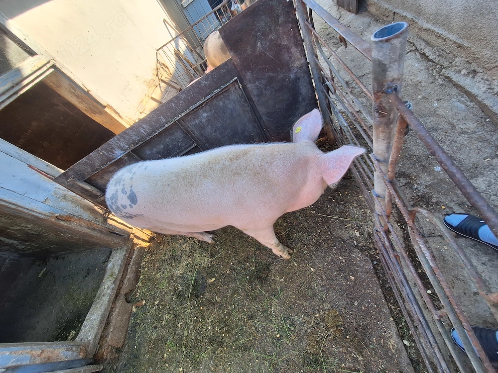 vand porc 