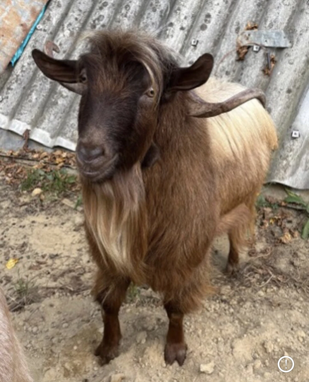 Vând Țap - 2ani