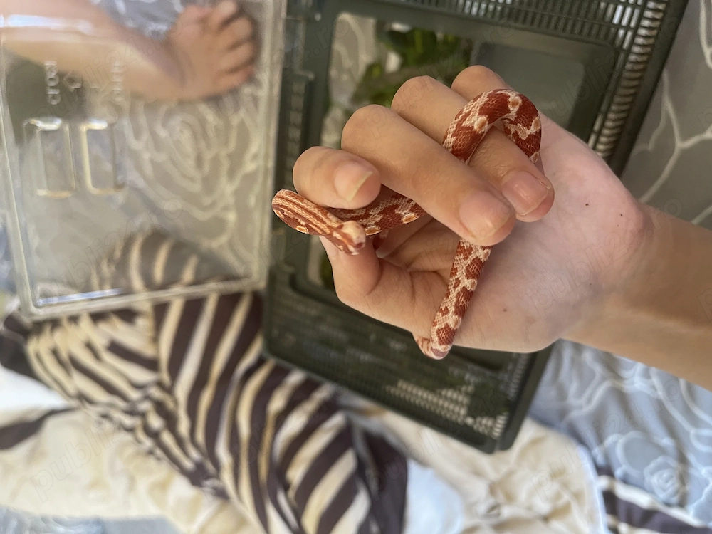 Corn Snake femelă + terariu și accesorii 