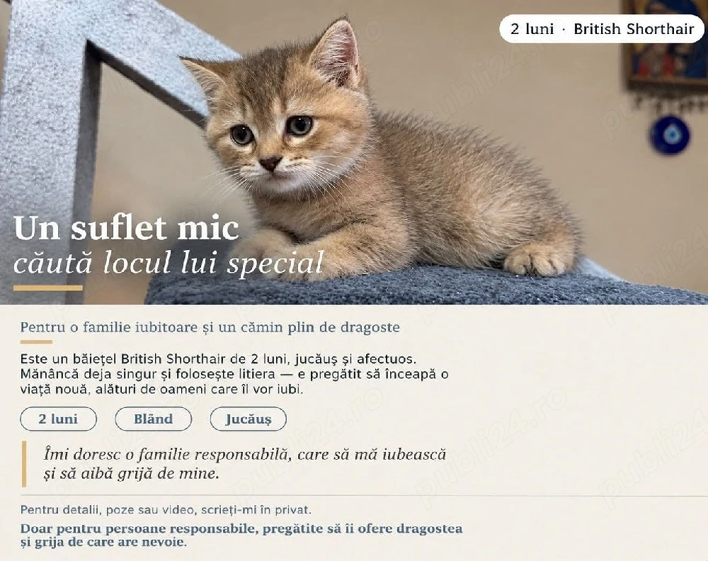  Pisicute british 