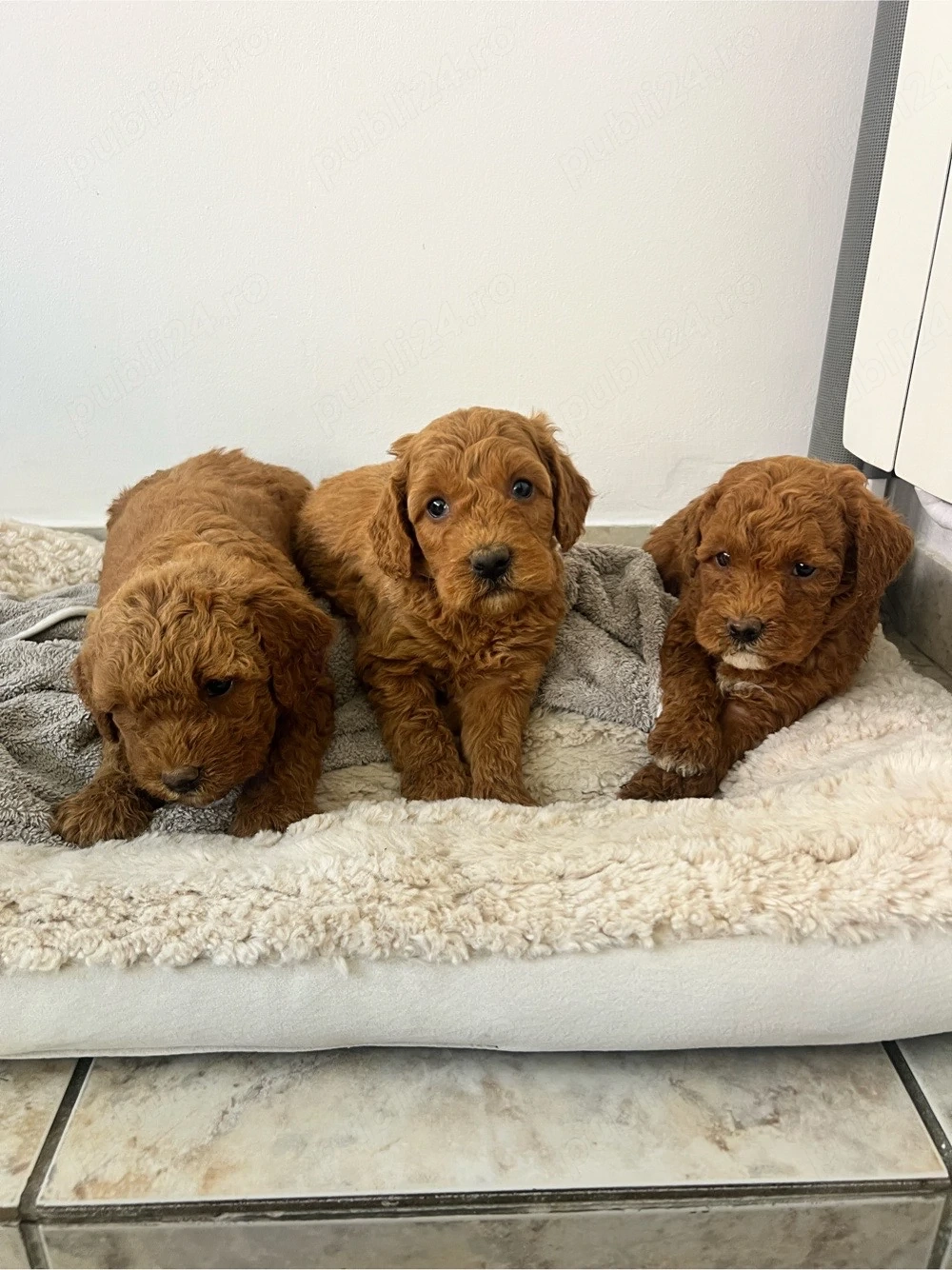 Goldendoodle F1B   pui disponibili pentru rezervare