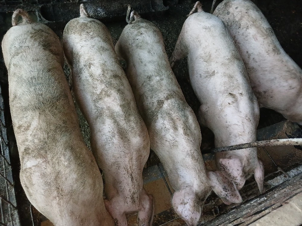 șoldani.  măncăcioși